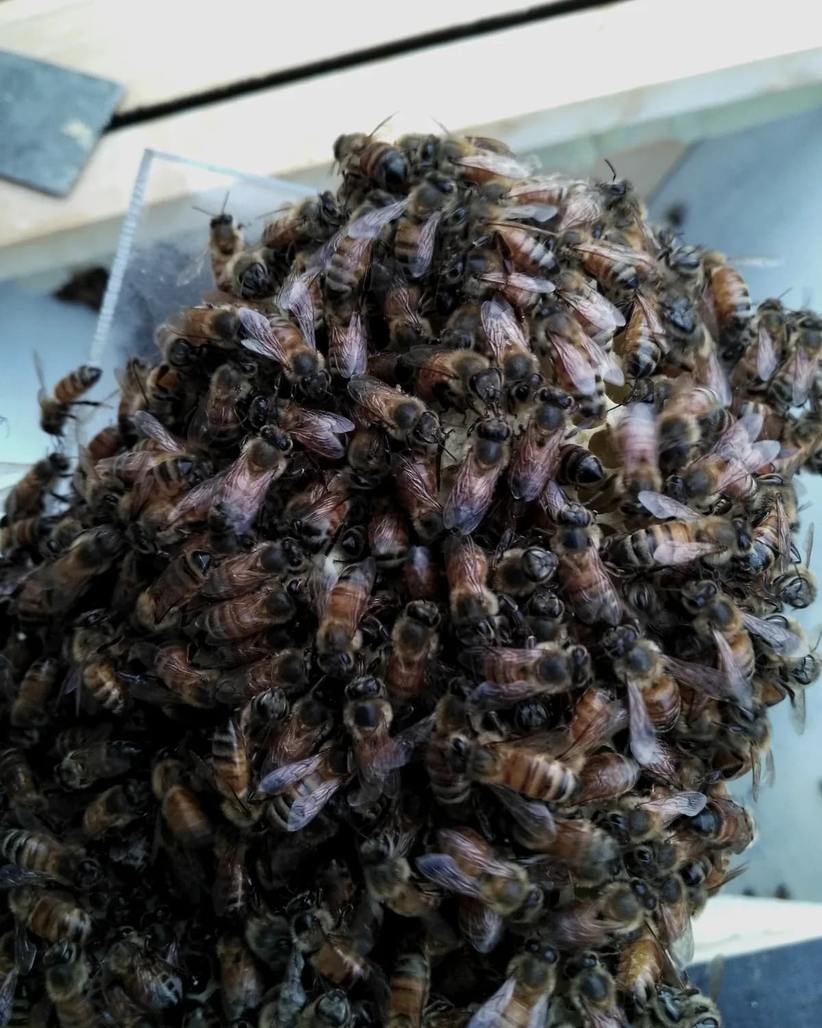 A beekeeper holding a frame dense with bees