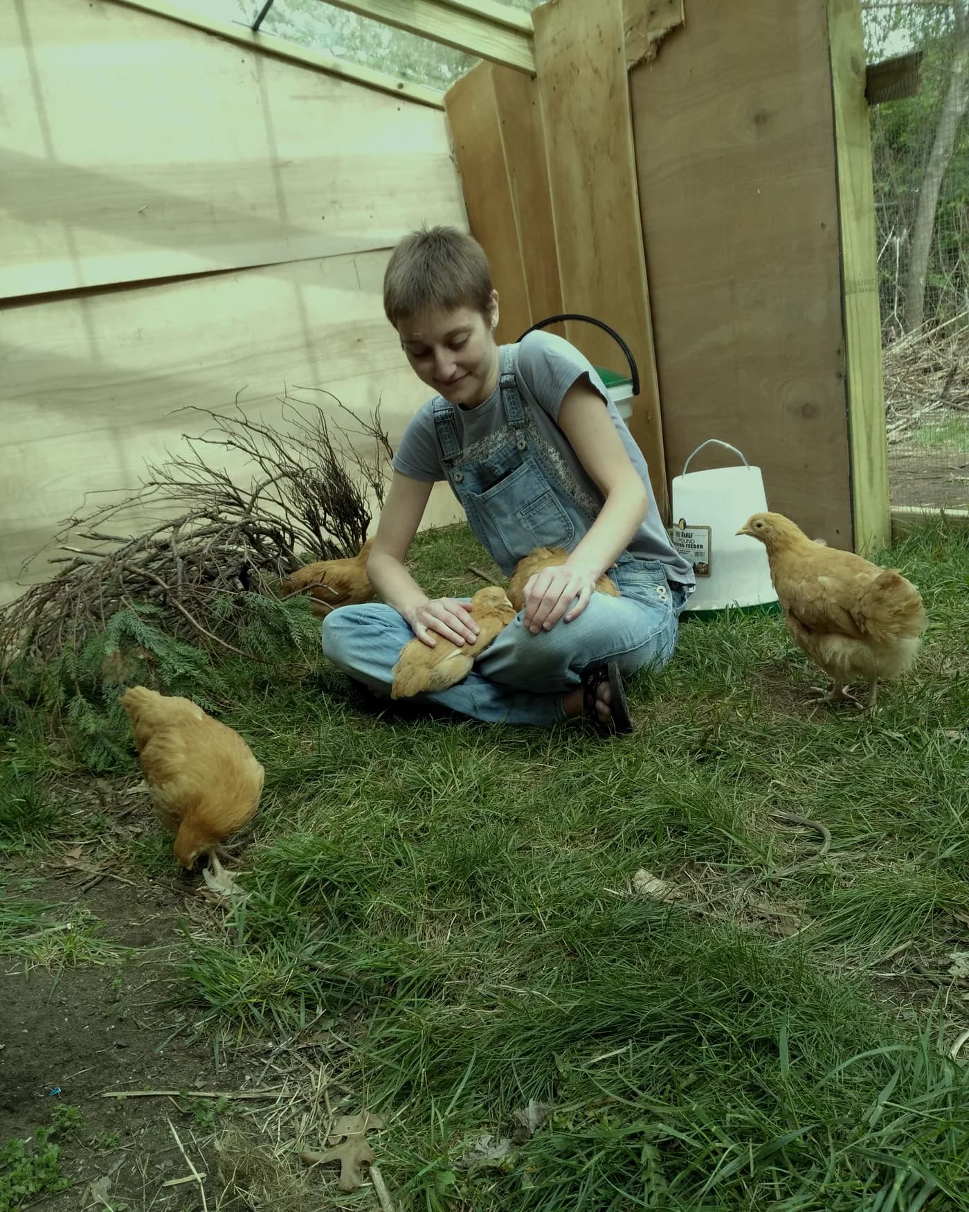 A person crouching in a coop with chickens