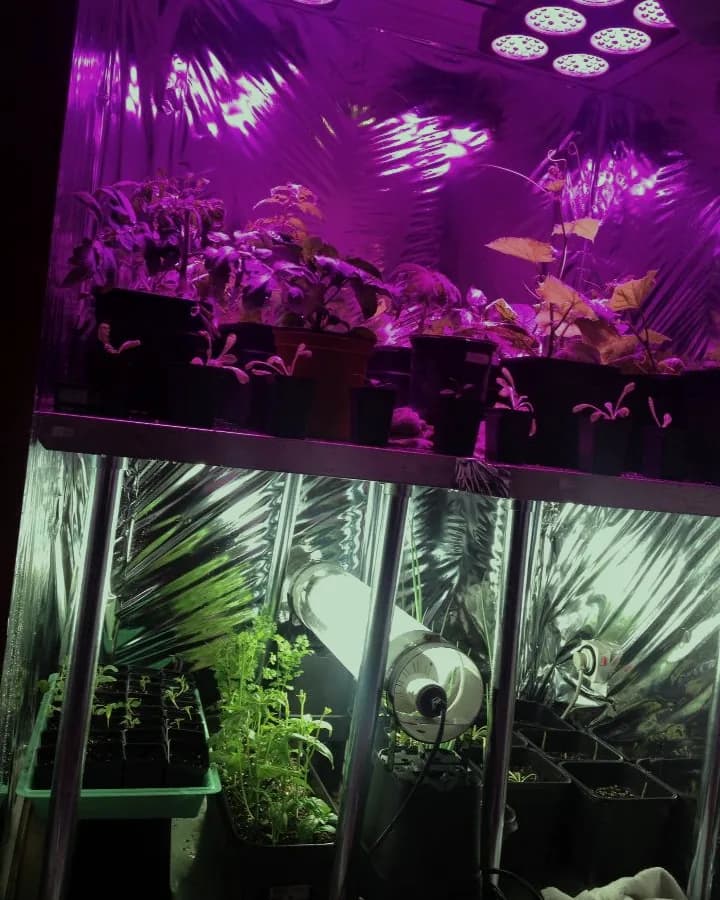 Plants growing under magenta and white grow lights