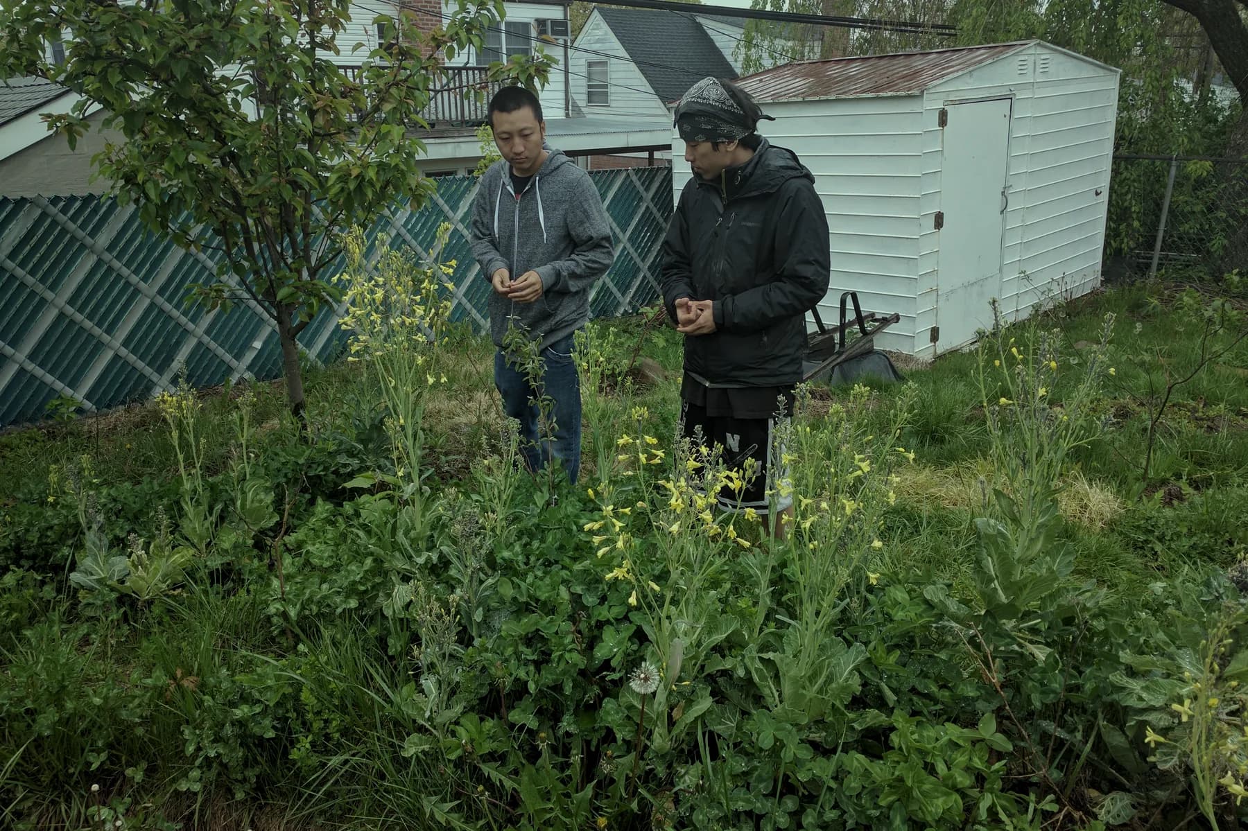 Two people tending a community garden bed beside a shed