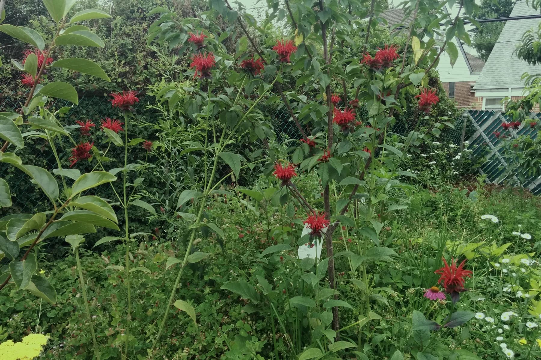 A dense food garden with red flowers growing in a front yard