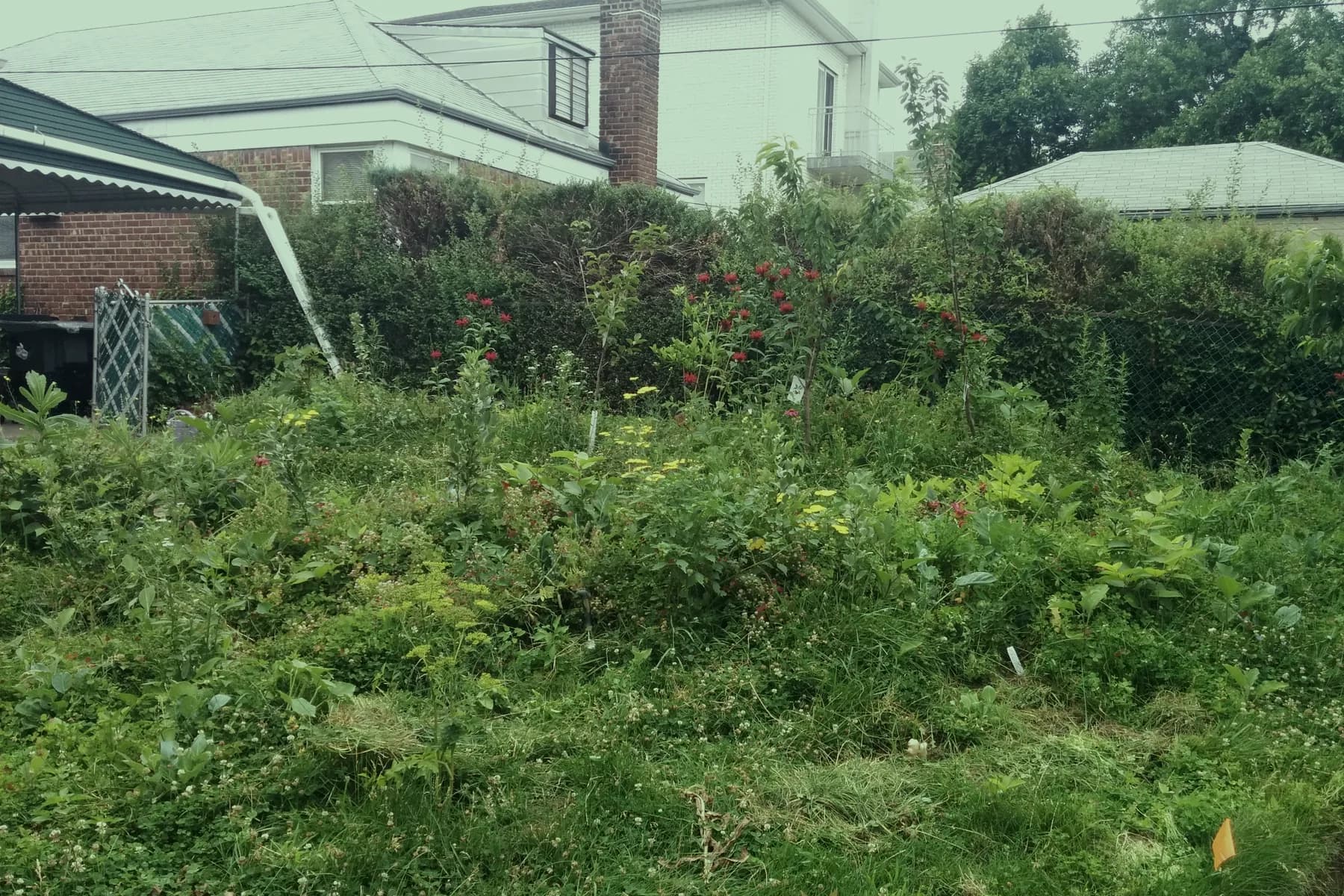A dense food garden in front of a house